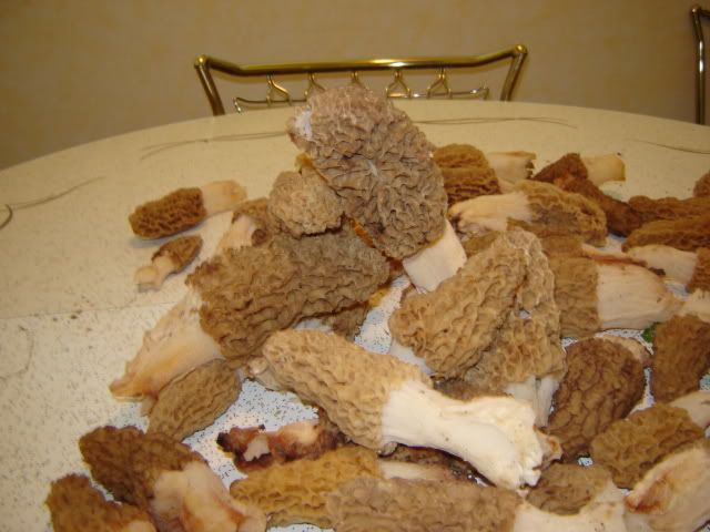 mushrooms004.jpg