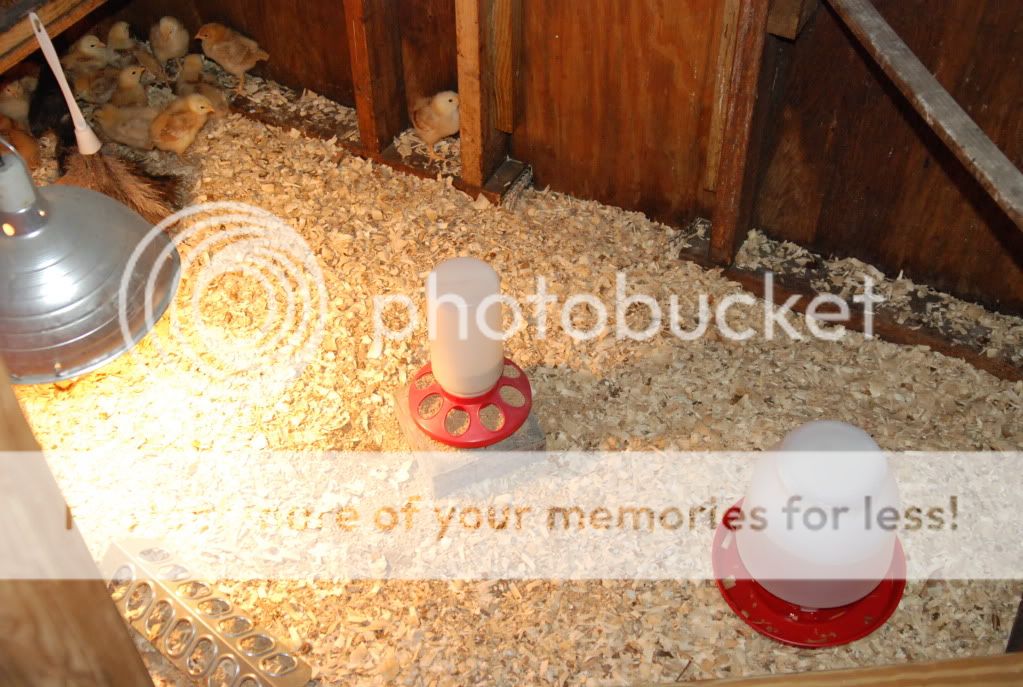 Brooder4.jpg