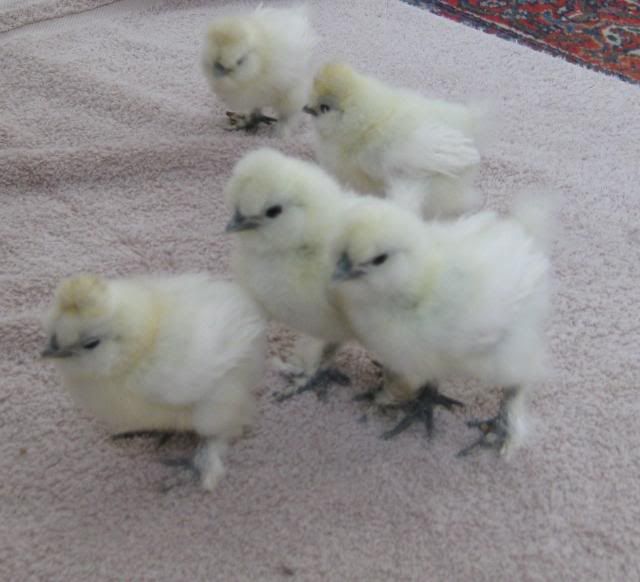 whtslkiechicksf2pic1.jpg