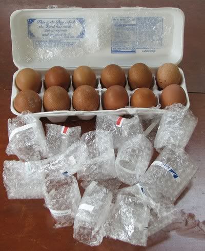 Welsummereggs4-01-09012.jpg