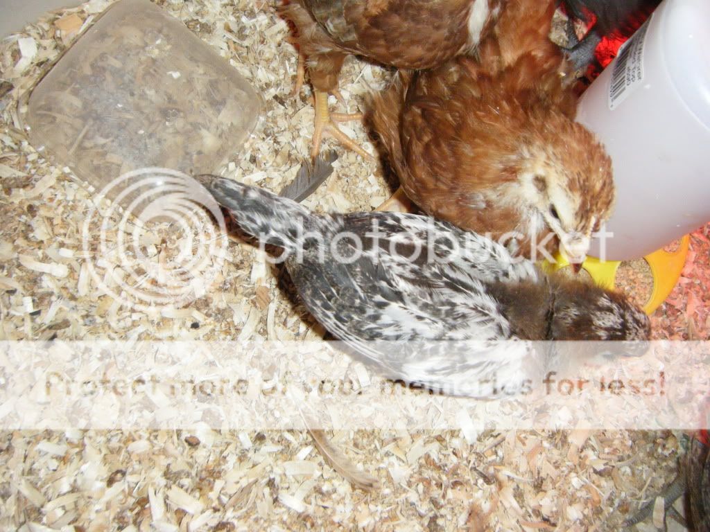 DSCF4768.jpg