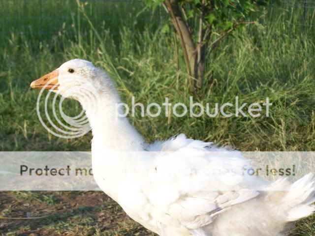 100_6804.jpg