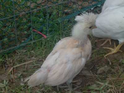 TwoWeekOldChicks_Spring2008_06.jpg