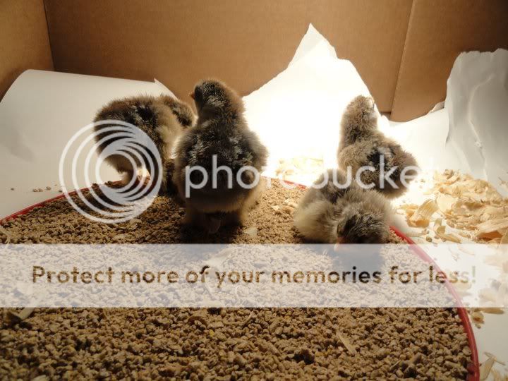 Chicks3.jpg