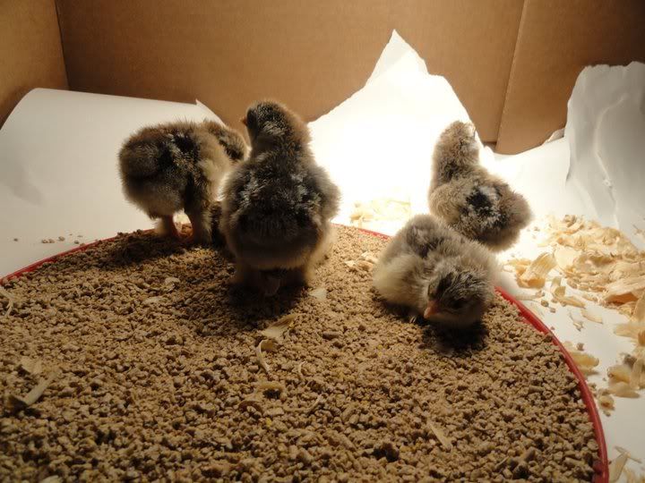 Chicks3.jpg