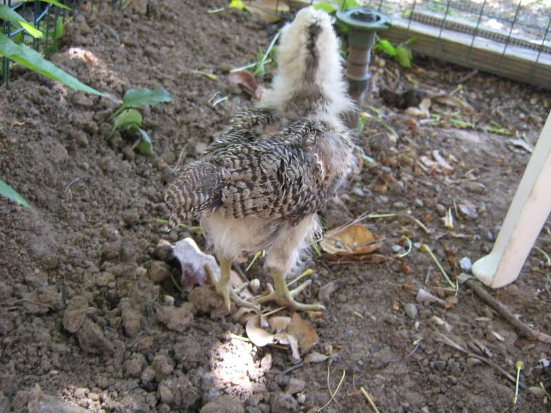 ChicksNewPictures015.jpg