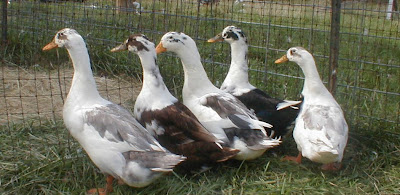 flock.jpg