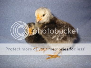 ChickenPics042.jpg