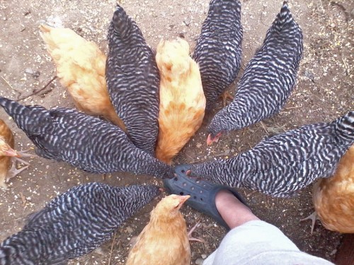 chicken-patterns-500x375.jpg