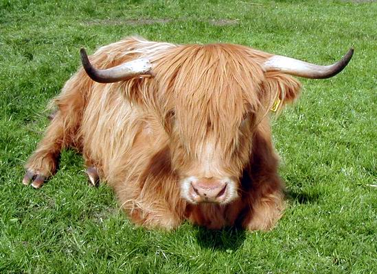 Highland%20coo.jpg