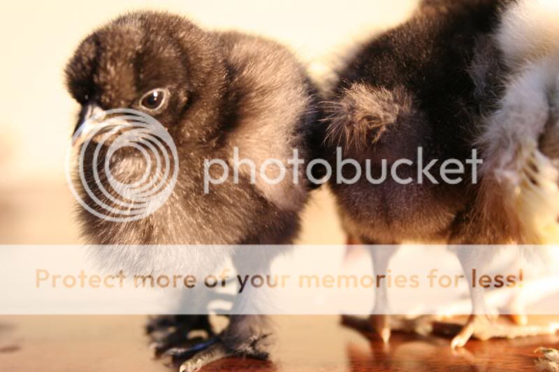 chickssss072.jpg