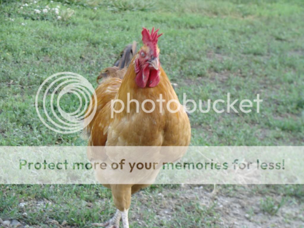 ChickPicks1879.jpg