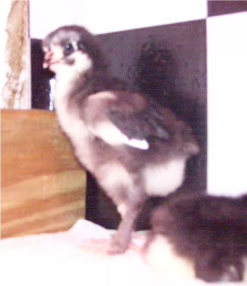 weirdchicks006.jpg