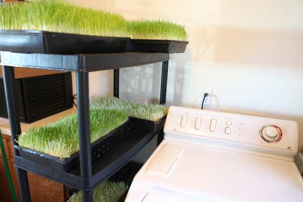 DIY-Fodder13.jpg