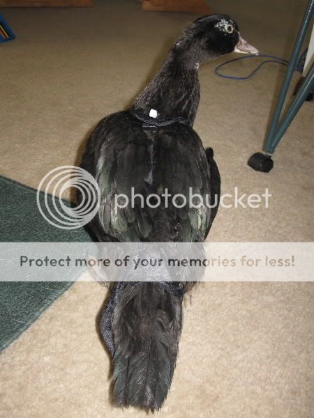 quackmire49.jpg