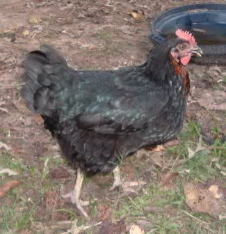 BlackStarHen.jpg