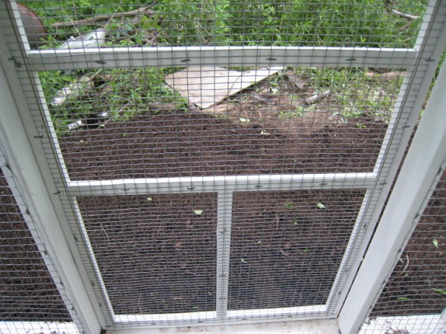 chickens%20014%20%5B640x480%5D.JPG