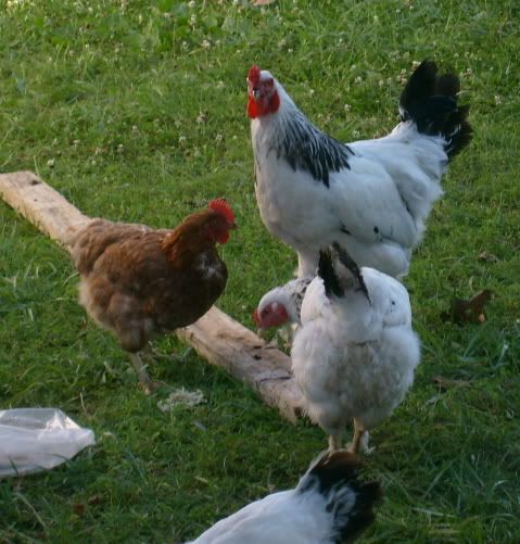 flock070.jpg