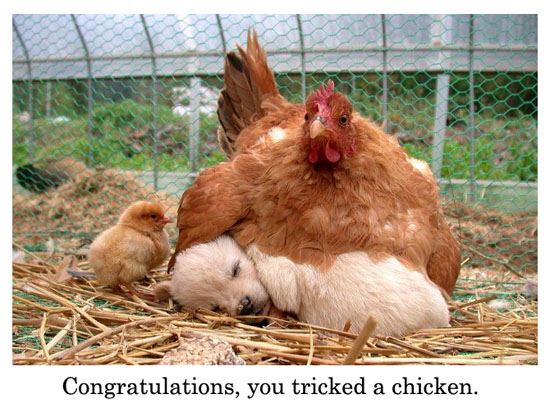 tricked-a-chicken.jpg