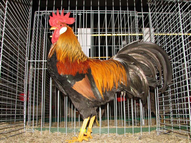 Leghorn_Patrijs_Haan.jpg