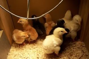 chickens005.jpg