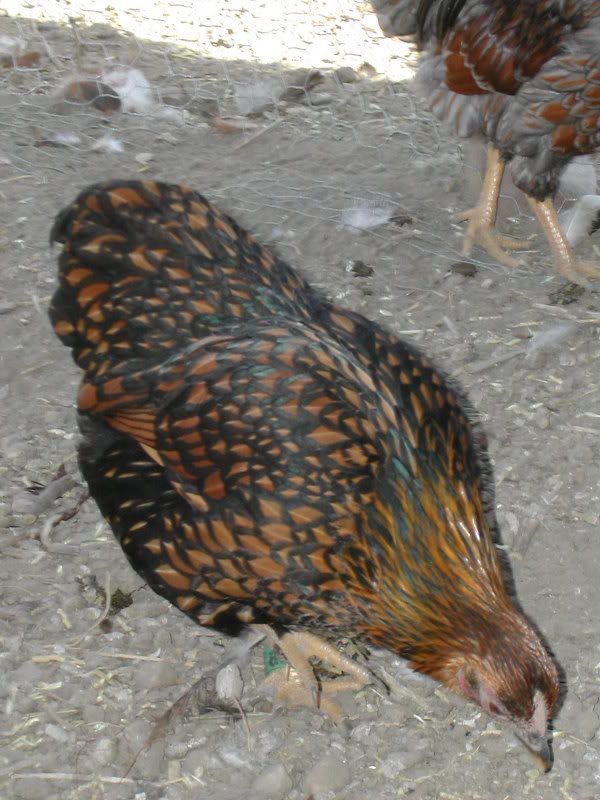DSCN5646.jpg