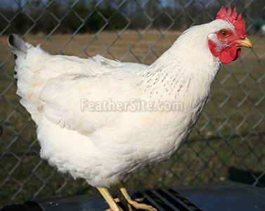 DelPullet.JPEG