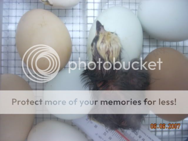060707FirstHatchPix-07.jpg