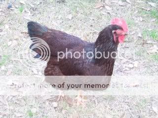 Chickens027.jpg