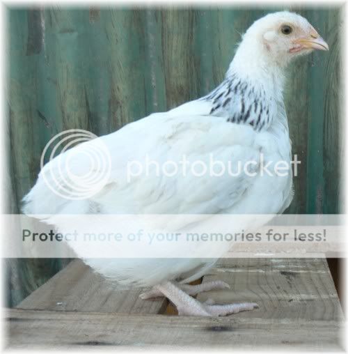 PearlWeb.jpg