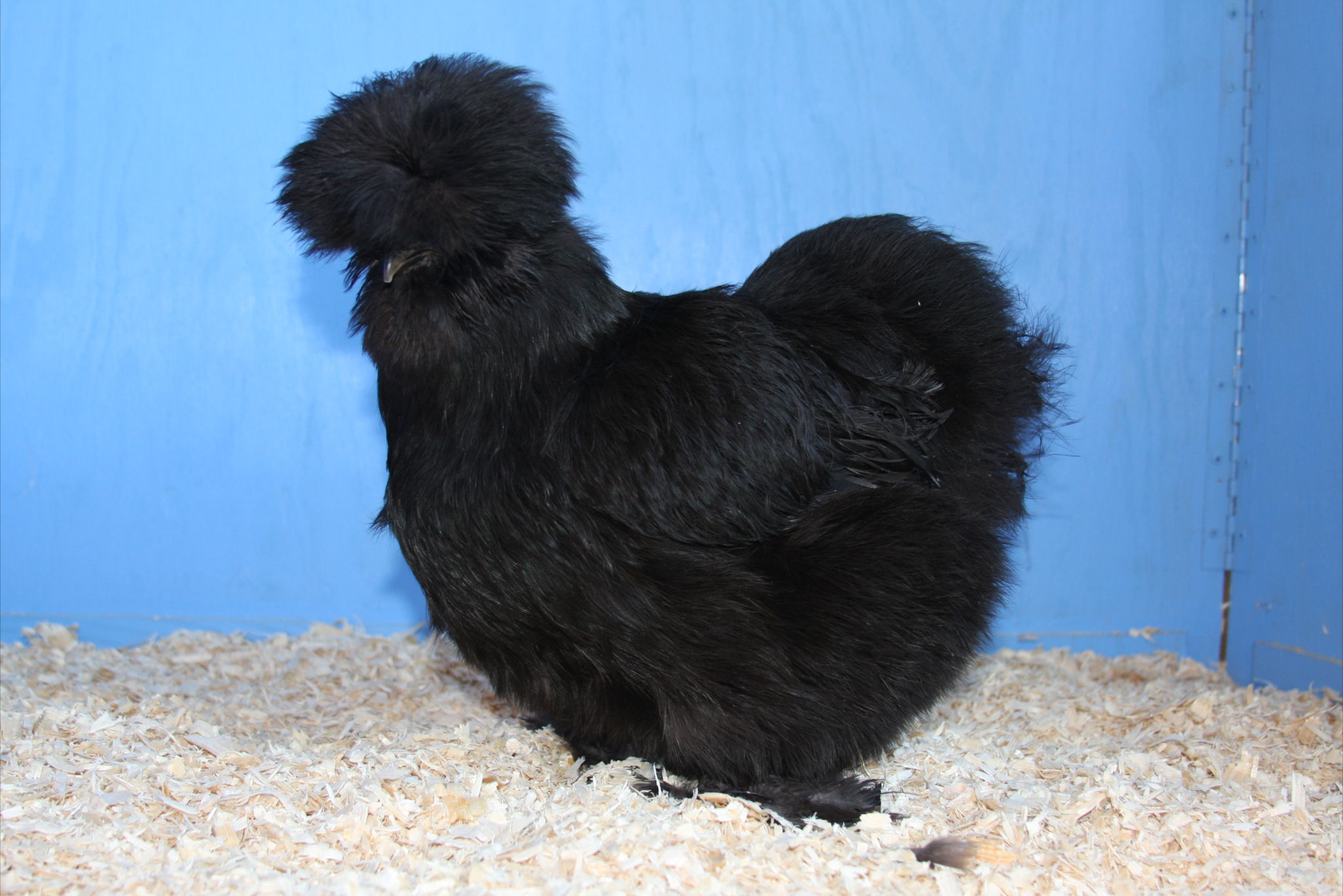 silkie-champ-sussex-2012-may2.jpg