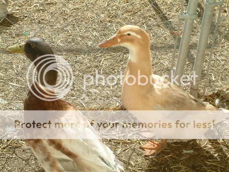 Ducks-Saxony003.jpg