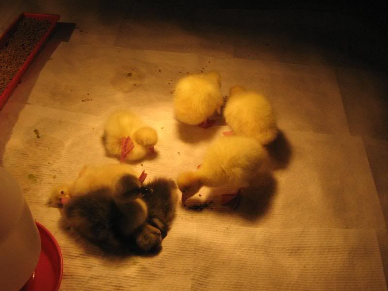 Goslings001.jpg