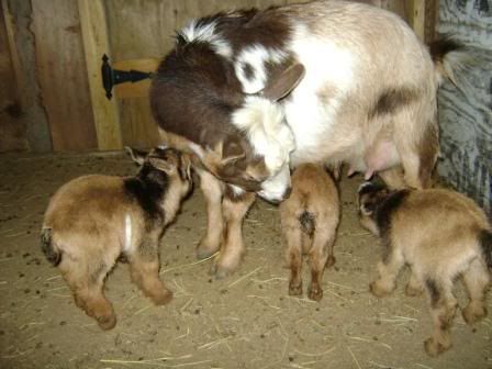 BellaBabies2.jpg