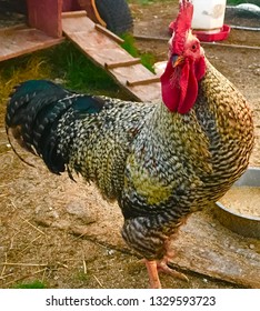 Barred Rock Rooster Stock Photo (Edit Now) 1329593723