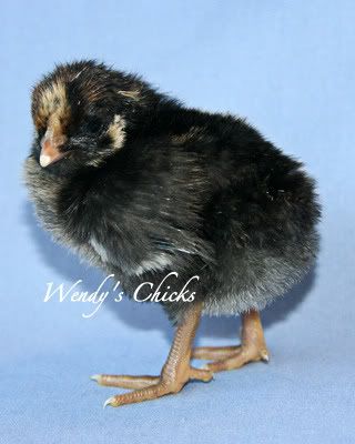 chick06.jpg