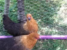 BawkSquawk.jpg