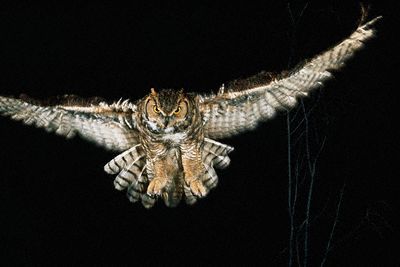 hornedowl.jpg