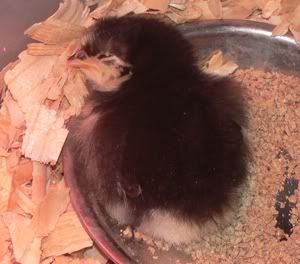 BAchicks001.jpg