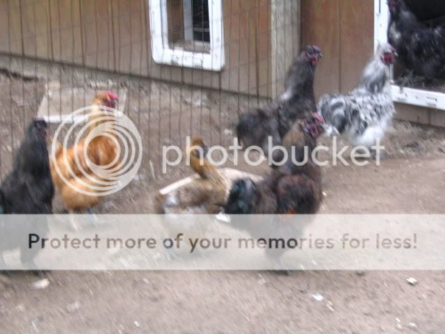 Picture088-1.jpg