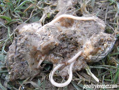 Chicken_Worms_15156-2.jpg