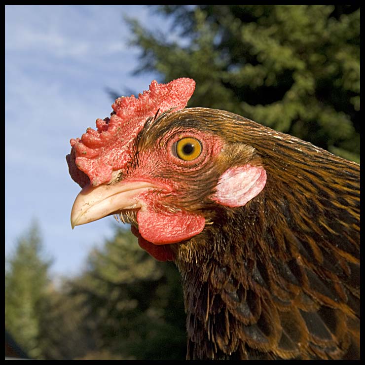 chicken_little.jpg