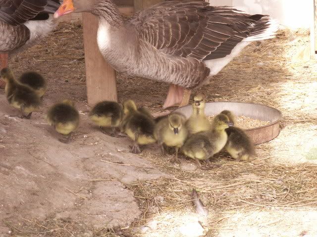 ducklings08062.jpg