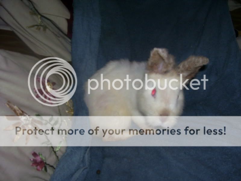 rabbits009.jpg