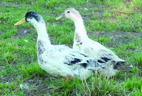 whds_welsh_harlequin_duck_thumb_main_popup.jpg