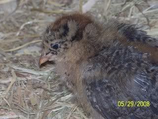 100_1727.jpg