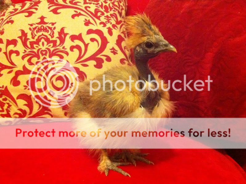 photo32.jpg