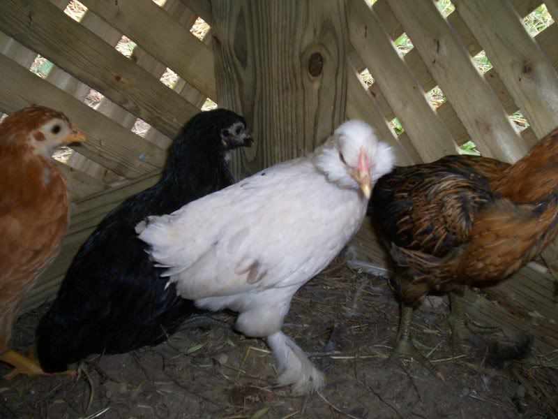 week7chicks2010.jpg