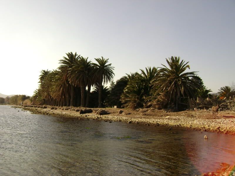palmstream.jpg