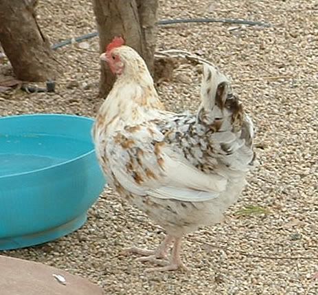 alohachickens004.jpg